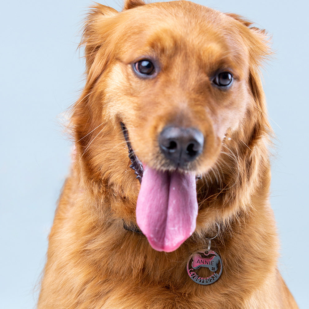 golden-retriever-with-light-hollow-tag